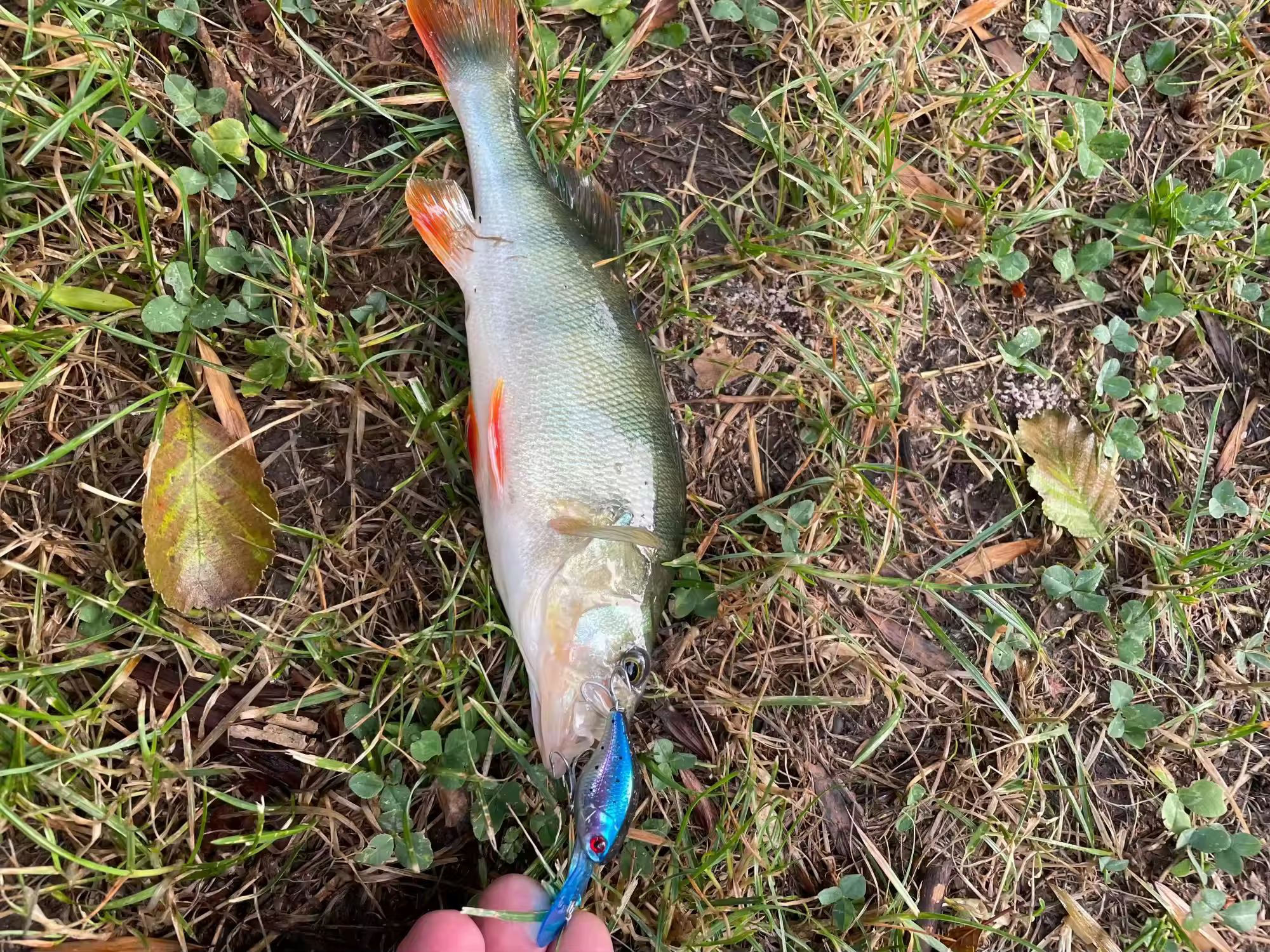 Señuelo Kingdom Minnow 50mm visto desde arriba