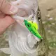 MrLurion señuelo de cuchara metal duro triple para lucio y trucha - imagen 3