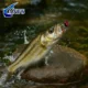 ANFS Damselfly moscas dobles anzuelos para agua dulce y salada - imagen 4