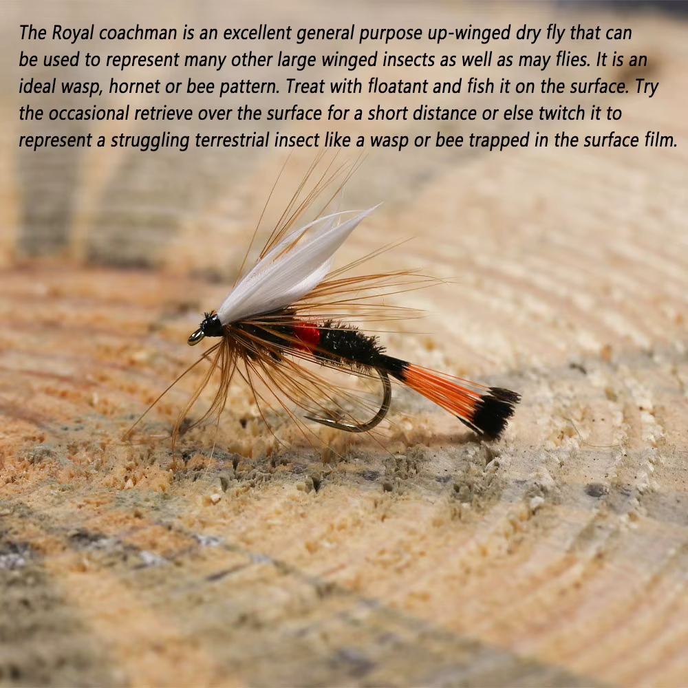 Bimoo Mosca Seca Royal Coachman – Pavo Real para Trucha - imagen 5