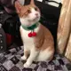 Babero para perro estilo caballero con lazo y collar falso - imagen 3