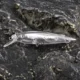 Dr.Holife Señuelos Minnow Hundibles con Sonajero Interno Cebo Duro - imagen 5
