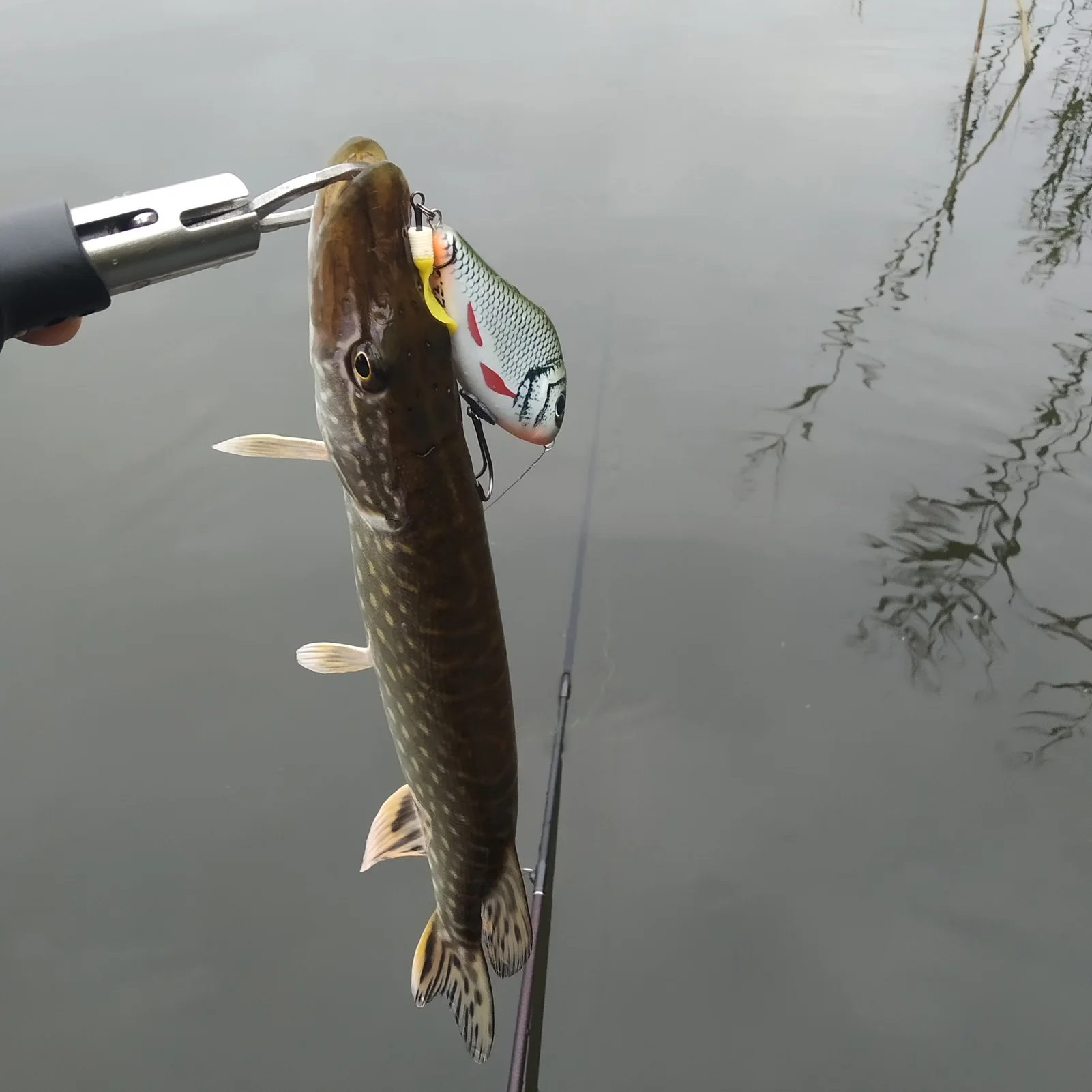 Movimiento tipo jerkbait y cola flexible
