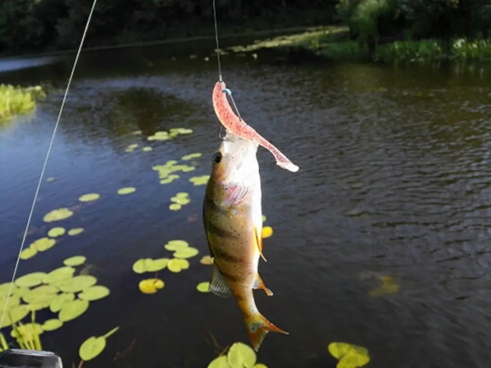 Softbait Rainbow con lámina interior y cebo atractor para pececillo - imagen 5