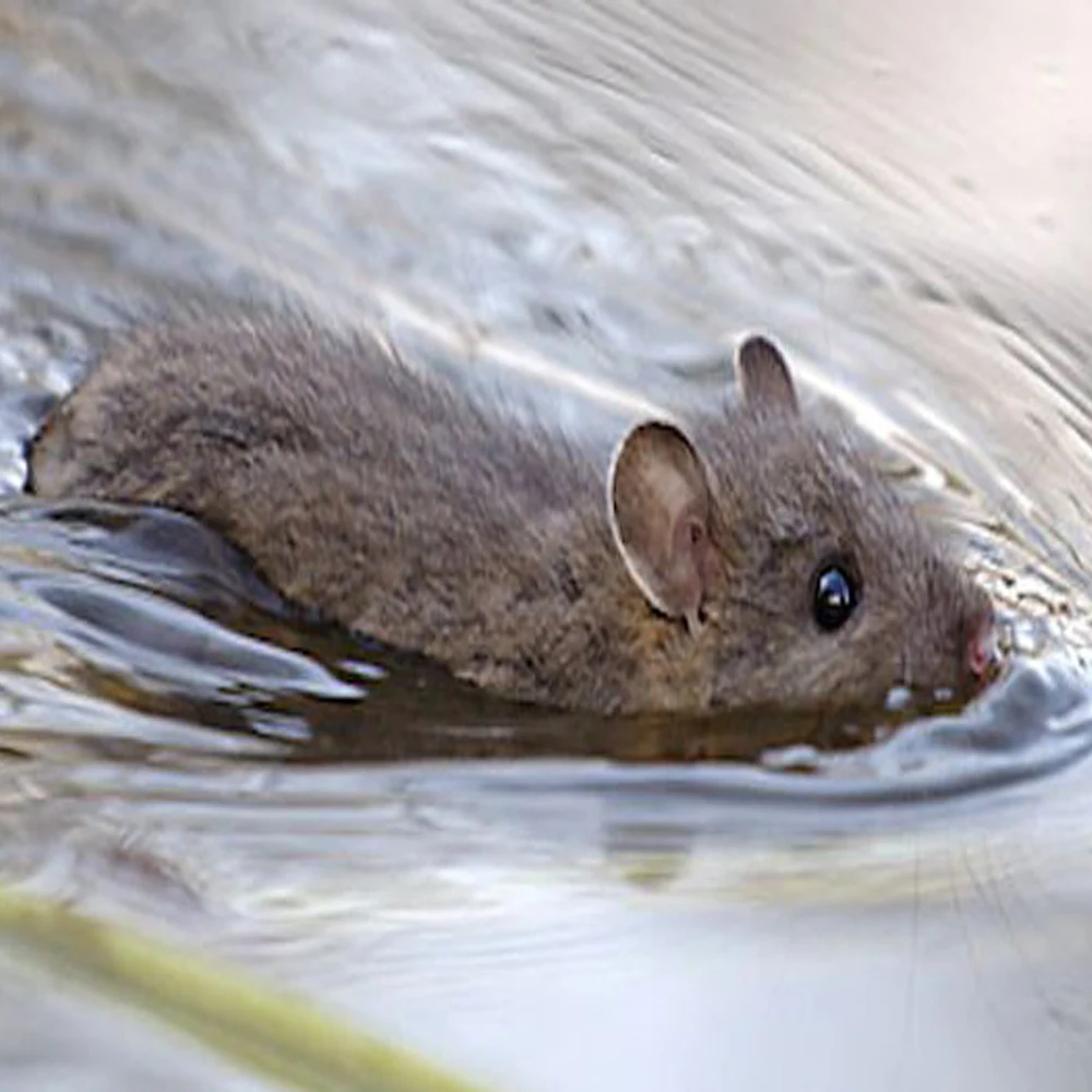 Mouse Fly realista sobre el agua