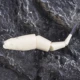 Dr.Holife Señuelos articulados para lubina, cuerpo duro artificial - imagen 4