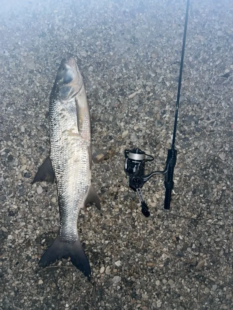 Detalle del sedal suave