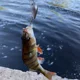 Mini señuelos swimbait realistas de manivela con caja de aparejos - imagen 5