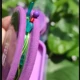 Línea principal pre-atada de nailon con PE para carpa y lubina - imagen 2