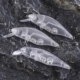 Dr.Holife Crankbait flotante con sonajero sin pintar – personalizar
