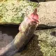 Free Fisher señuelos tipo cuchara para trucha – gancho individual - imagen 5