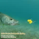 YOTO Kit pesca carpa con señuelos de maíz artificial y anzuelos - imagen 4