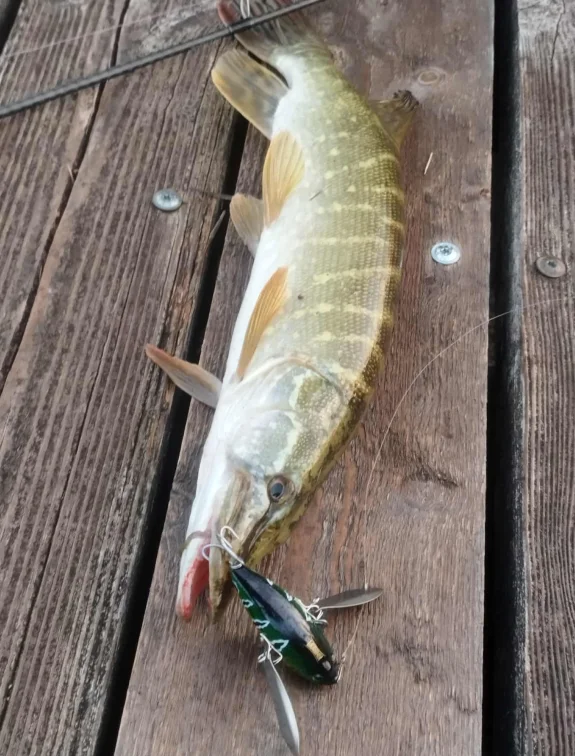 Wobbler topwater con alas metálicas para pesca de bass