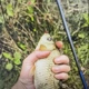 Líneas de pesca preatadas para carpa con flotador estrella invertido - imagen 4