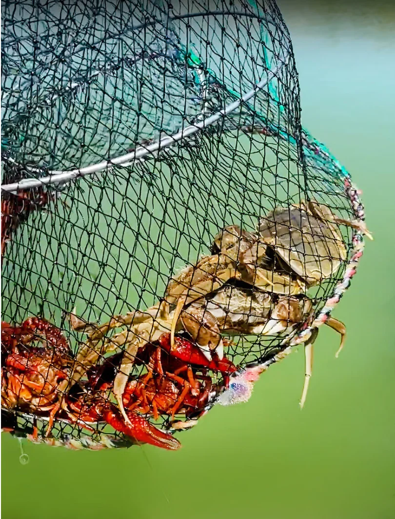 Jaula anticorrosión para cangrejos y camarones