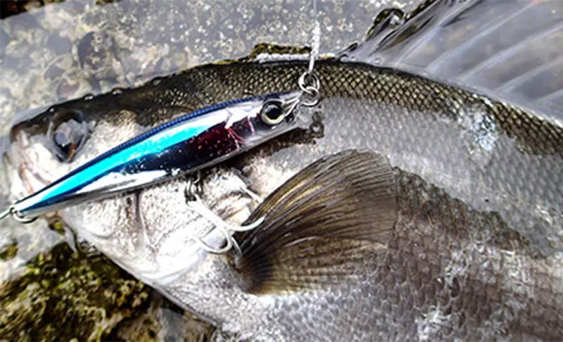 Señuelo pencil swimbait en acción de pesca