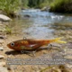 Señuelos para lucio y perca: blandos giratorios VIB tipo jig - imagen 5