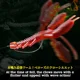 TSURINOYA Bellows Claw Worm señuelo vinilo camarón acción onda lubina - imagen 3