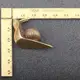 Estatua de caracol retro de cobre puro para decoración de escritorio - imagen 5