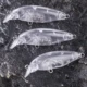 Dr.Holife Mini Minnow señuelo con sonajeros para pesca - imagen 5