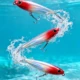 WALK FISH señuelo flotante tipo lápiz para lubina - imagen 2