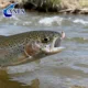 ANFS Moscas Sucker Spawn para steelhead y trucha – montaje - imagen 5