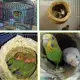 Nido colgante de hierba para loros y aves casita para dormir - imagen 2