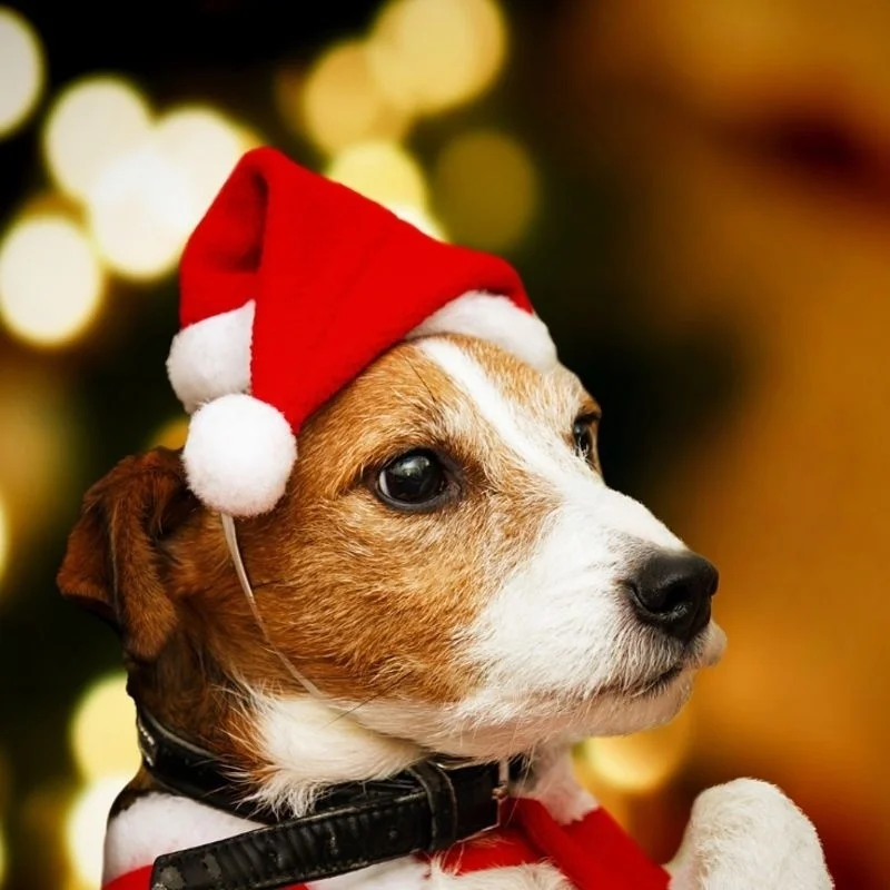 Gorro Papá Noel para Mascotas: Gato, Perro y Cachorro - imagen 5