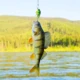 Crankbaits FREE FISHER para lubina y trucha micro swimbait - imagen 3