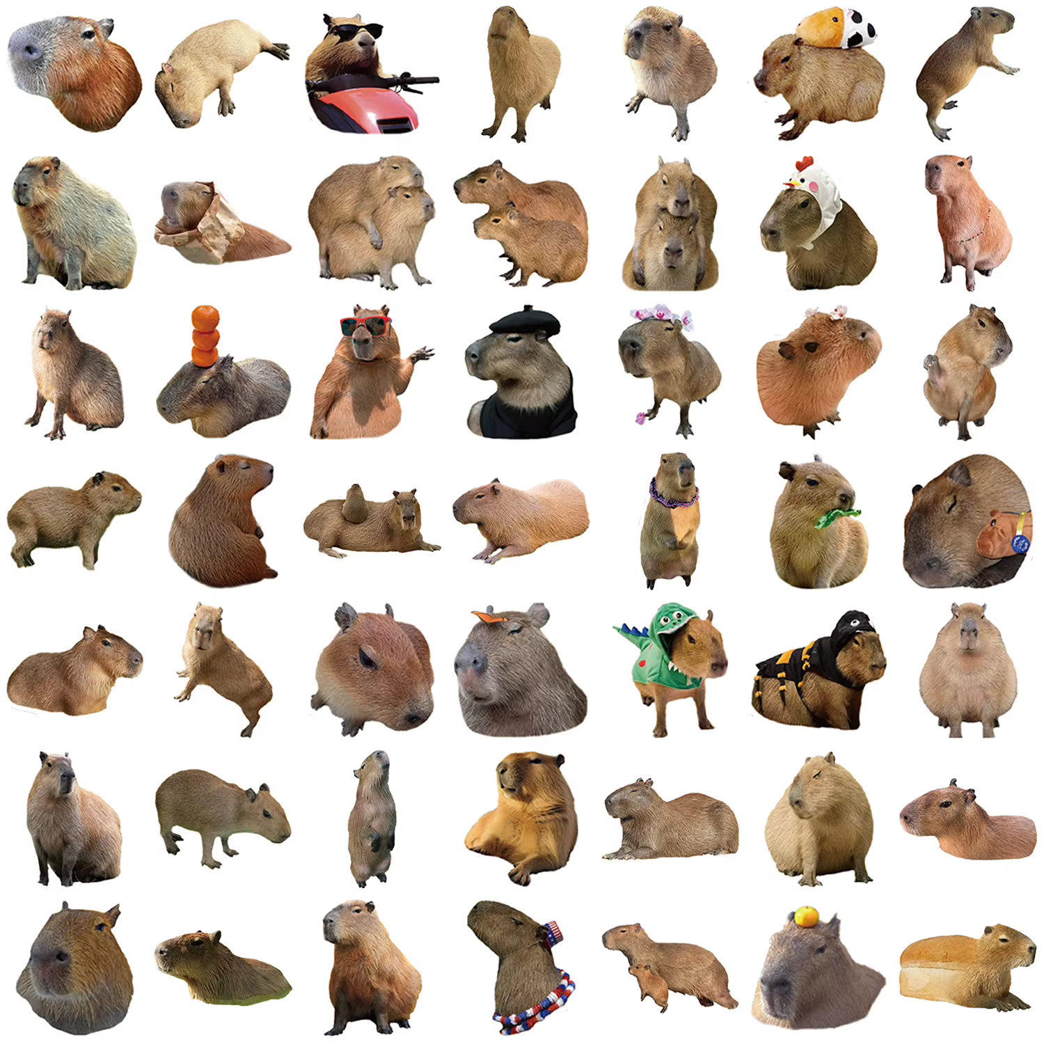 Pegatinas Capibara impermeables para móvil, portátil y guitarra - imagen 3