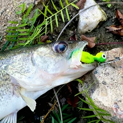FREE FISHER señuelos jig head con plomo para lubina y agua salada