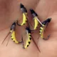 Cebo artificial biónico para trucha: anzuelo con insectos y mueras - imagen 2