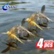 ANFS MayFly Emerger Moscas Secas a Mano – para pesca en agua dulce