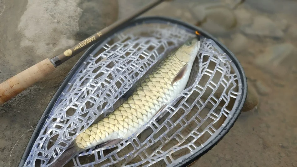 Caña telescópica Tenkara en detalle