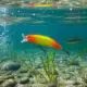 Señuelo Minnow para lubina y lucio con anzuelos triples ABS - imagen 3