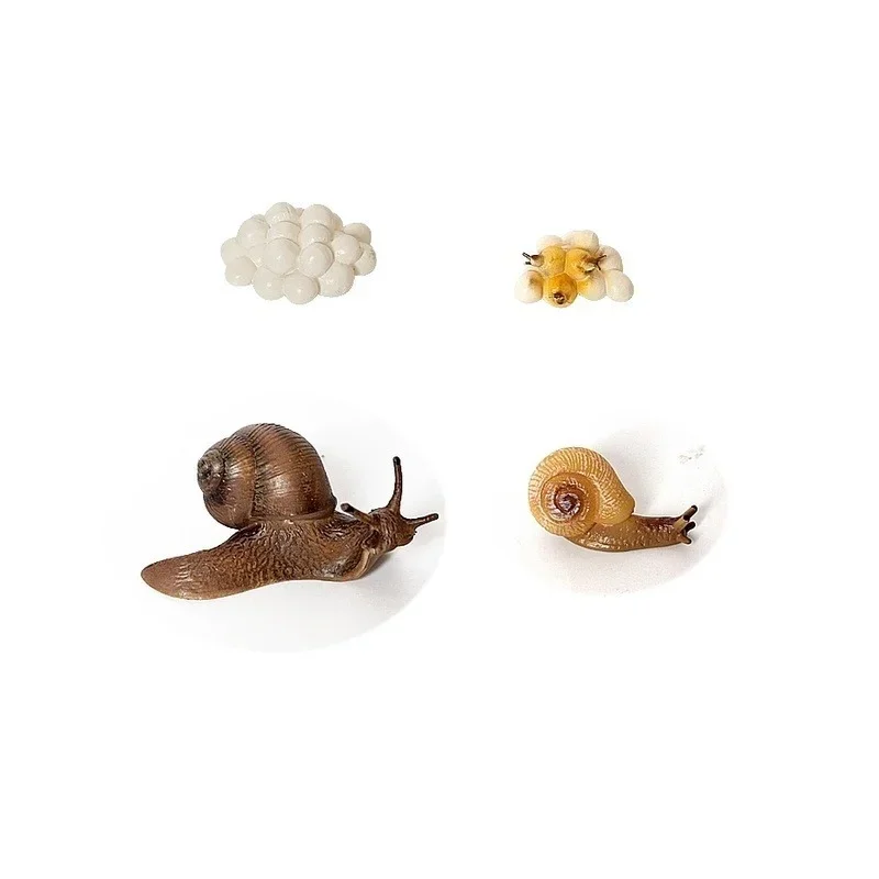 Detalle del modelo de caracol para decoración