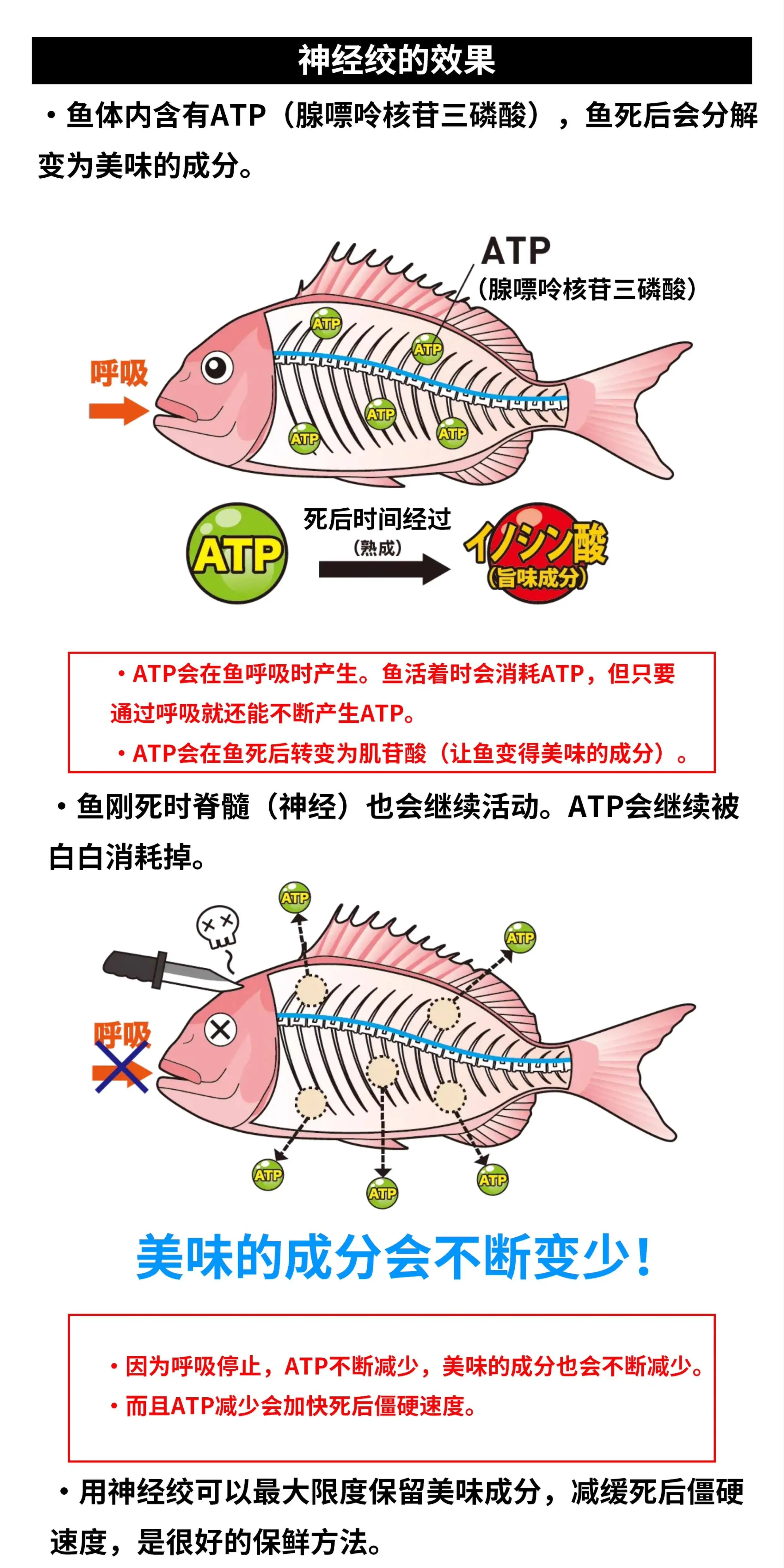 Set de Estiramiento de Nervios Lumica de Japón, 120 cm, Extra Largo