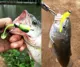 MrLurion Jig Head para vinilo con anzuelo expuesto, lubina - imagen 3