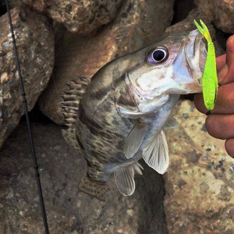 Presentación completa del lote de 20 señuelos de pesca