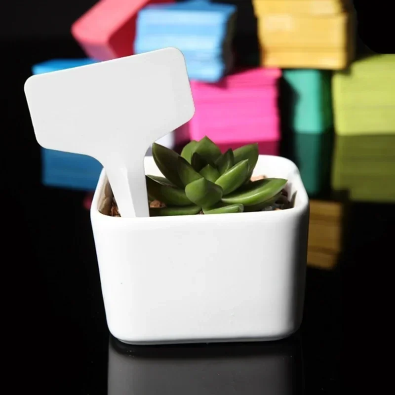 Etiquetas colocadas en macetas de suculentas y cactus