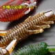 TSURINOYA Bellows Claw Worm señuelo vinilo camarón acción onda lubina - imagen 5