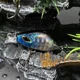 Crankbait hundible mini para trucha y perca – señuelo duro - imagen 2