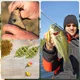 YOTO Kit pesca carpa con señuelos de maíz artificial y anzuelos - imagen 5