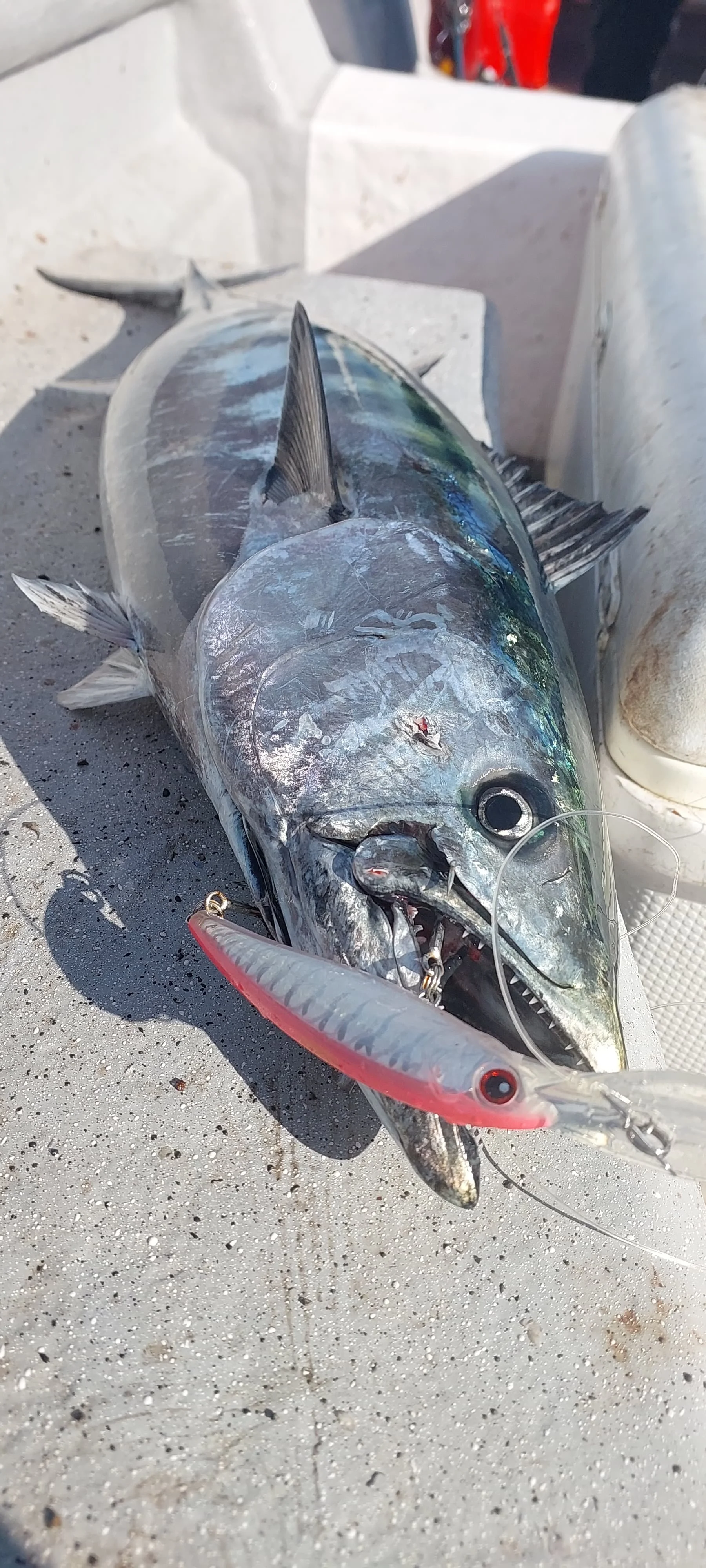 Minnow buceador profundo NOEBY