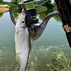 Ninfas Blancas MNFT Nº8 – Anzuelos con púa para trucha