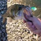 Whopper Plopper señuelo de superficie con anzuelos triples, cebo duro - imagen 5