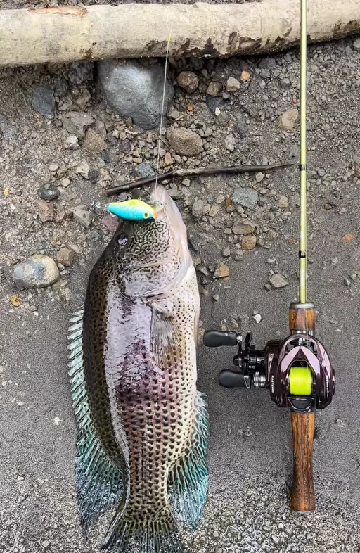 Caña Kingdom STREAM KING ultraligera de carbono