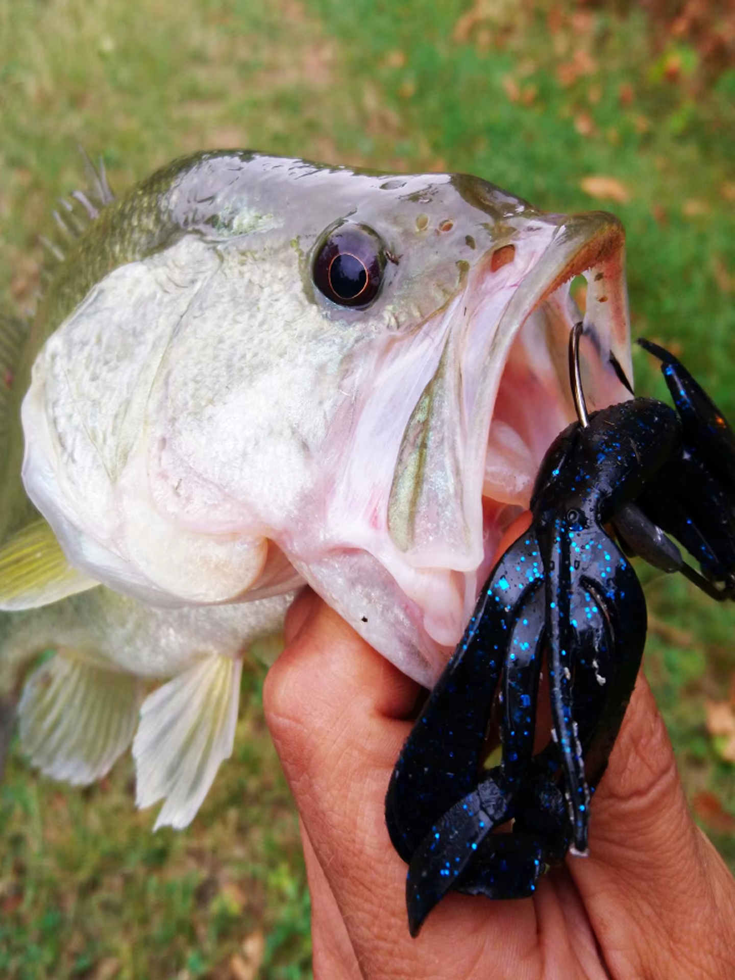 ESFISHING Flapper Loco Swimbait – Señuelo para Lucio y Perca - imagen 5