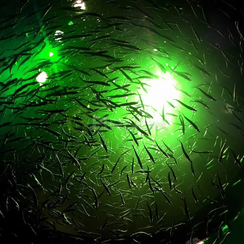 Luz de pesca sumergible LED con cable para atraer peces - imagen 2