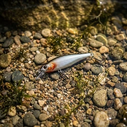 Señuelo minnow hundimiento rápido para lubina y lucio realista